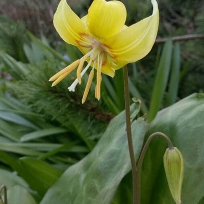 Erythronium grandiflorum — flower