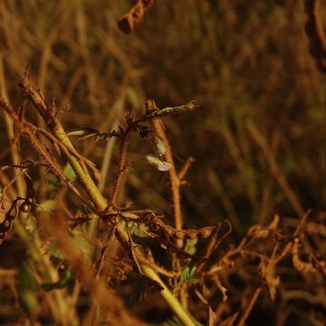 Aeschynomene indica — flower