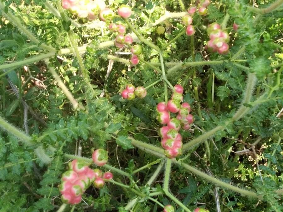 Thorny burnet