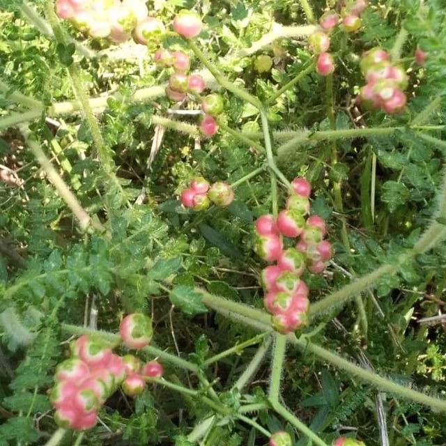 Sarcopoterium spinosum — flower