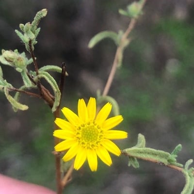 Pulicaria arabica — flower
