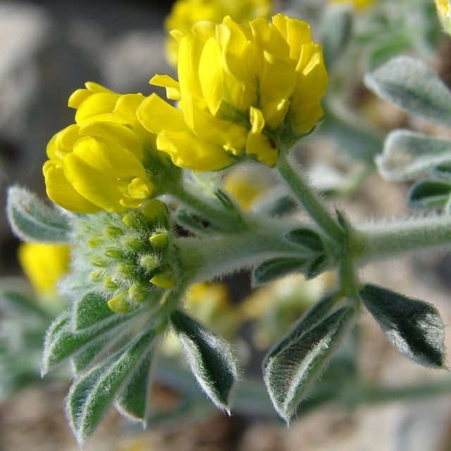 Medicago marina — flower