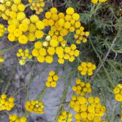 Helichrysum stoechas — flower