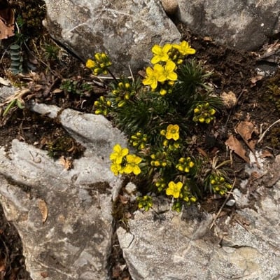 Draba hispanica — flower