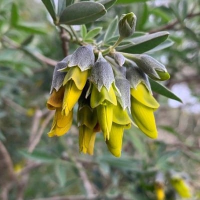 Anagyris foetida — flower