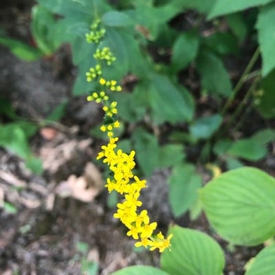 Solidago ulmifolia — flower