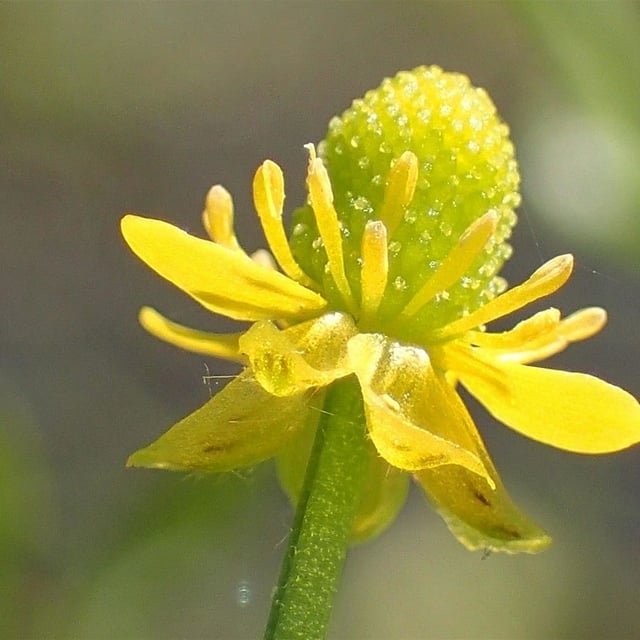 Ranunculus sceleratus — flower