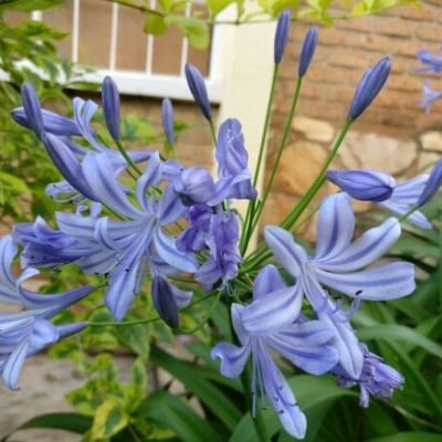 Agapanthus praecox — flower