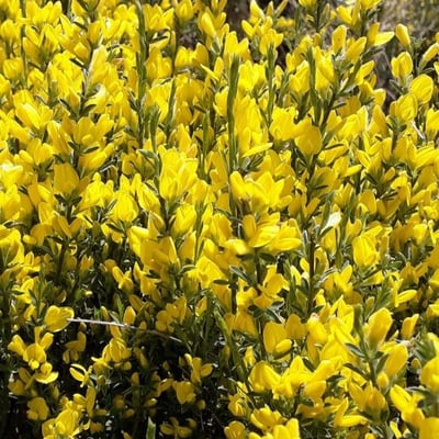 Genista cinerea — flower
