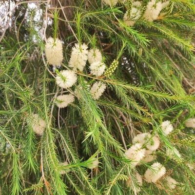 Melaleuca ericifolia — flower