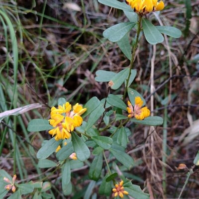 Pultenaea daphnoides — habit