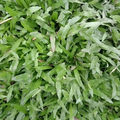 Axonopus compressus — leaf