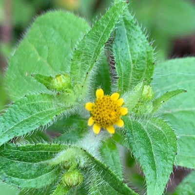 Jaegeria hirta — flower