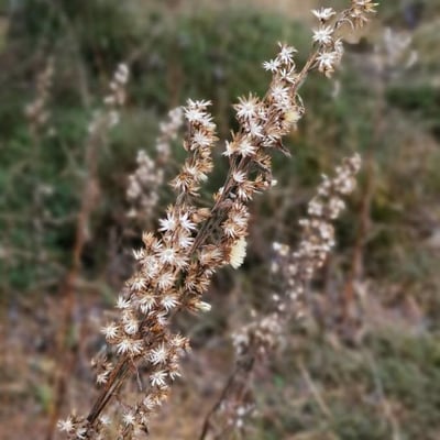 Dittrichia graveolens — flower