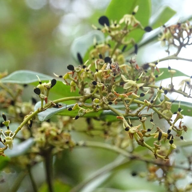 Dialium guineense — flower