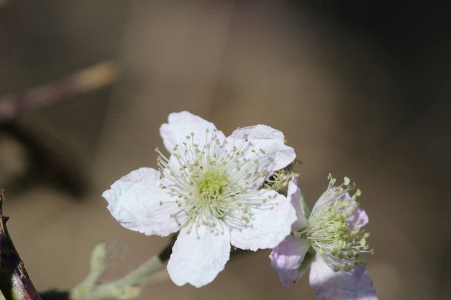 Rubus vulgaris
