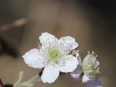 Rubus vulgaris