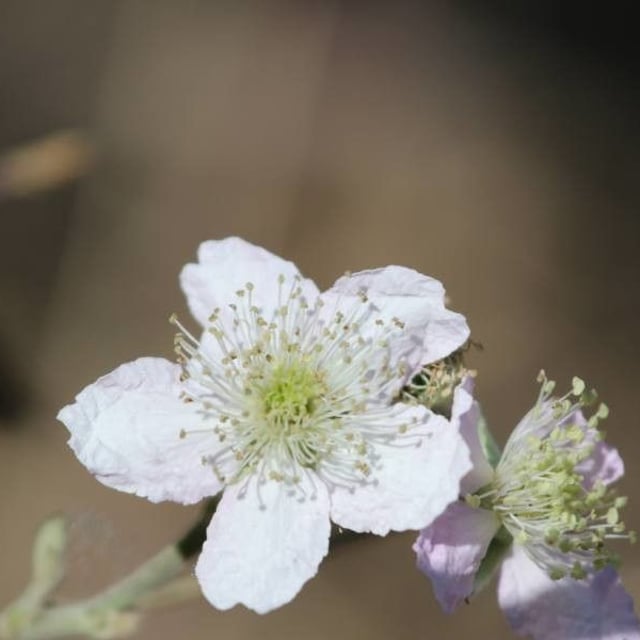 Rubus vulgaris