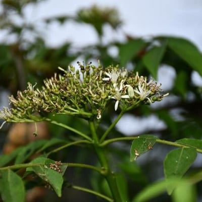 Murraya koenigii — flower