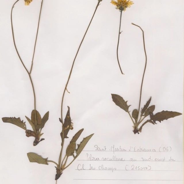 Hieracium caesioides — habit