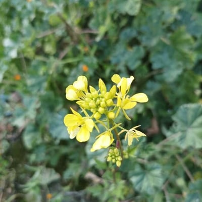 Sinapis alba — flower