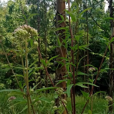 Eupatorium lindleyanum — flower