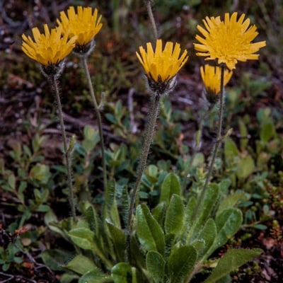 Hieracium alpinum — flower