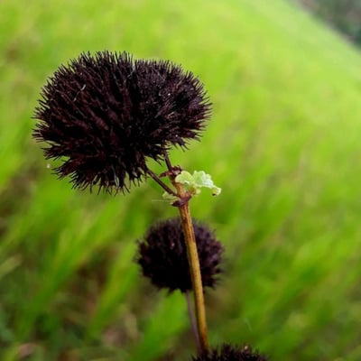 Hyptis capitata — flower