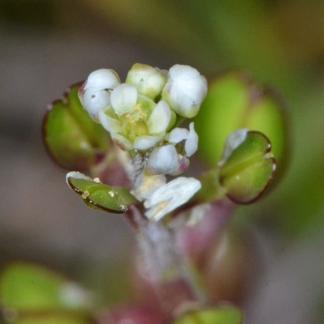Lepidium nitidum — flower