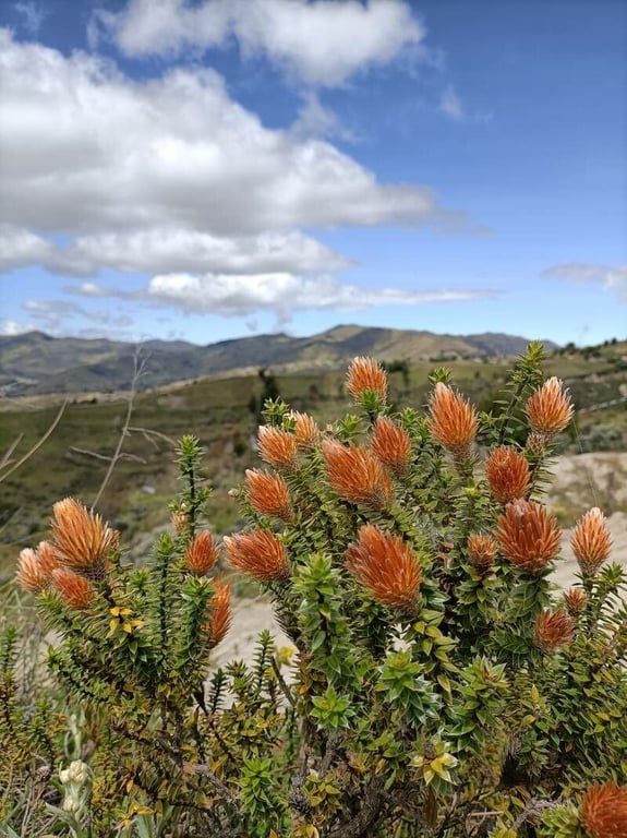 Chuquiraga jussieui