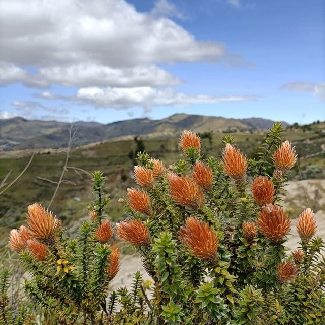 Chuquiraga jussieui