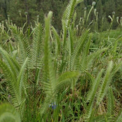 Agropyron cristatum — flower