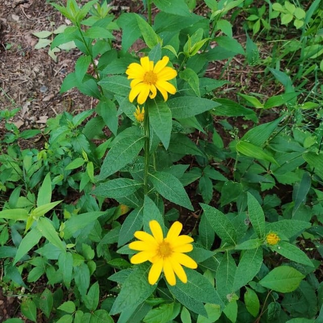 Helianthus divaricatus — flower