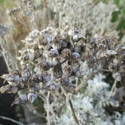 Jacobaea maritima — flower
