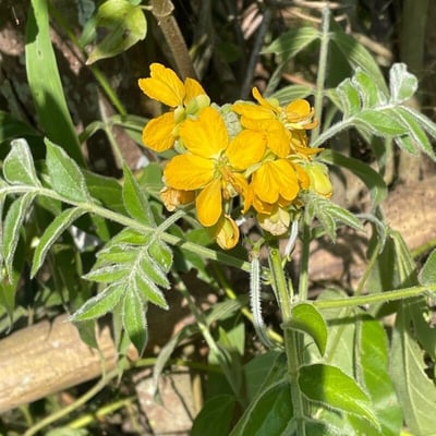 Senna hirsuta — flower