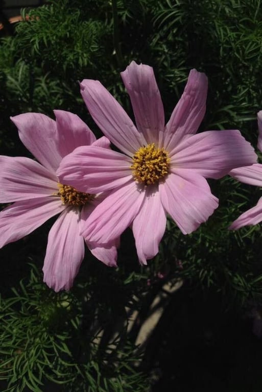 Garden cosmos