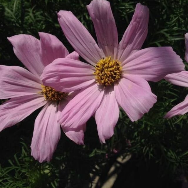 Cosmos bipinnatus — flower