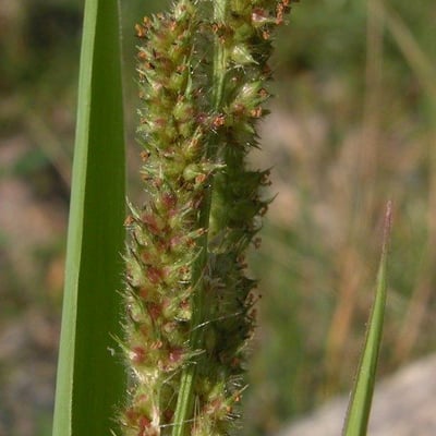 Echinochloa muricata — flower