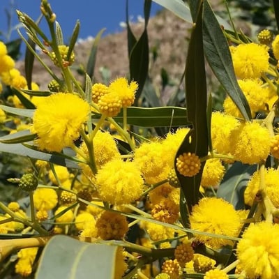 Acacia saligna — flower