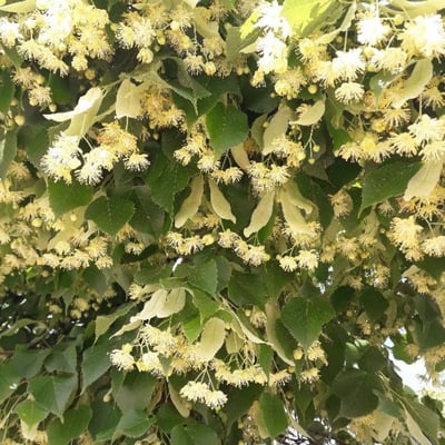 Tilia cordata — flower