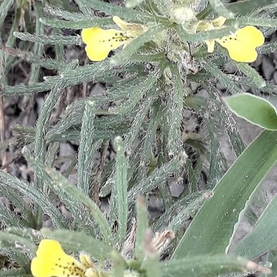 Ajuga chamaepitys — flower