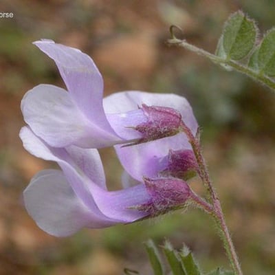 Vicia americana — flower