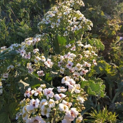 Crambe maritima — flower