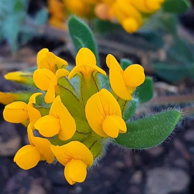 Anthyllis lotoides — flower