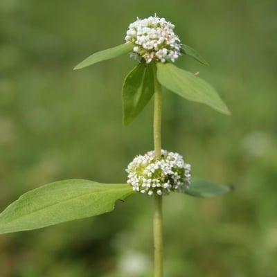 Mitracarpus hirtus — flower