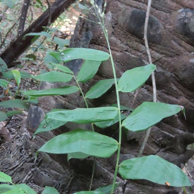 Olyra latifolia — leaf