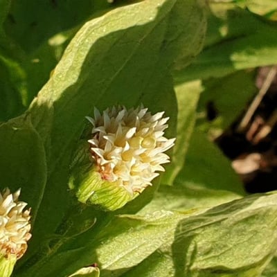 Petasites japonicus — flower
