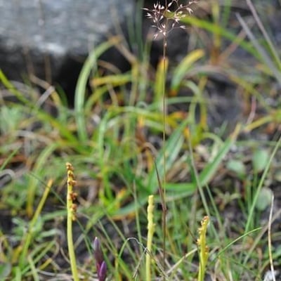 Agrostis mertensii — habit