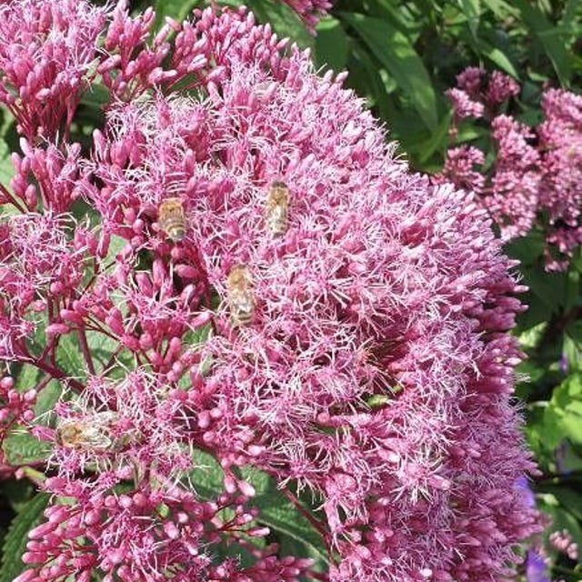Eutrochium maculatum — flower