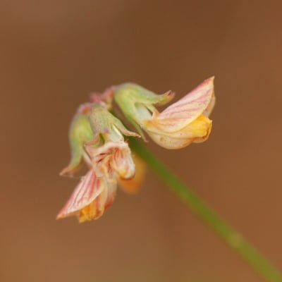 Hippocrepis ciliata — flower